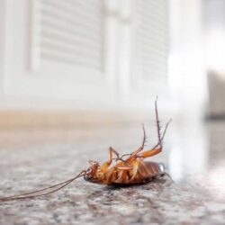 zwalczanie karaluchow